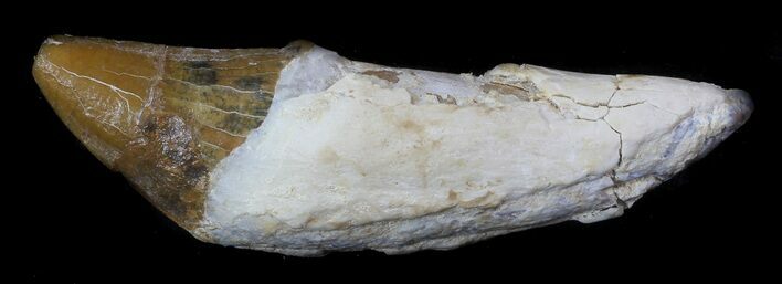 Archaeocete (Primitive Whale) Tooth - Basilosaur #36136